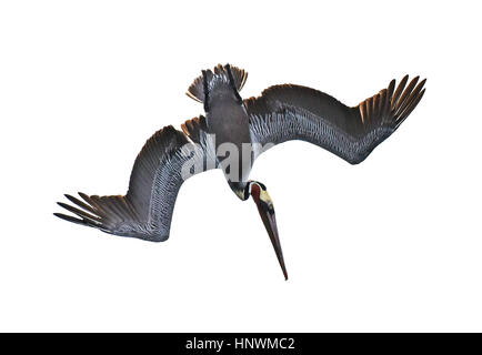 Tauchen braune Pelikan (Pelecanus Occidentalis) isoliert auf weißem Hintergrund Stockfoto