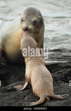 Ein Seebär Mutter küsst ihr Baby in den Galapagos-Inseln Stockfoto