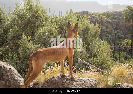 Junger Hund beobachten neugierig auf einem Felsen Stockfoto