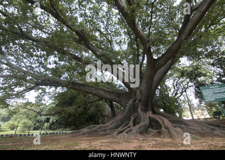 Kapok-Baum, Bombax SP., Bangalore, Karnataka. Eine große Kapok-Baum im Lalbaugh Garten von Bangalore Stockfoto