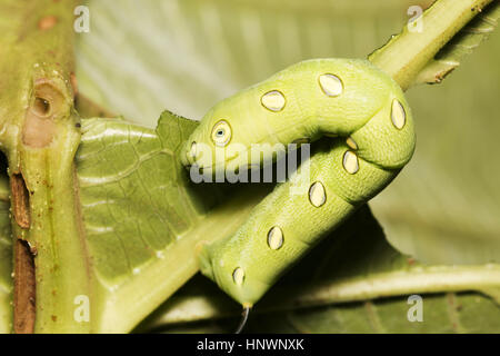 Oleander Hawk Moth Caterpillar, Daphnis nerii im Sanjay Gandhi National Park, Mumbai Stockfoto