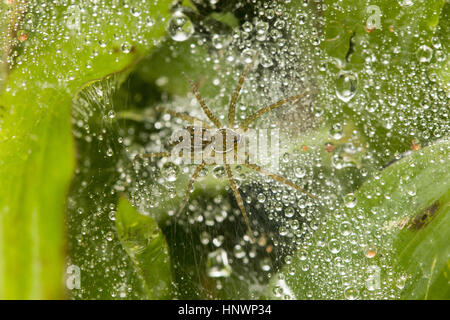 Funnel Web Spider, Hippasa SP., Sanjay Gandhi National Park, Mumbai. Funnel Web Spider machen einen Trichter wie Web und sitzen am Ende des Rohres Web. Stockfoto