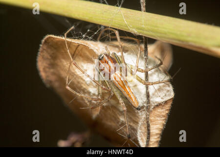 Luchs-Spider, Oxyopes SP., Bangalore, Karnataka. Familie Oxyopidae. Die meisten Arten machen wenig Gebrauch des Webs, sondern verbringen ihr Leben als Jagd Spinne Stockfoto