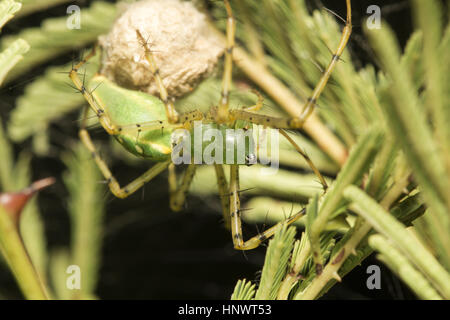 Luchs-Spider, Oxyopes SP., Bangalore, Karnataka. Familie Oxyopidae. Die meisten Arten machen wenig Gebrauch des Webs, sondern verbringen ihr Leben als Jagd Spinne Stockfoto