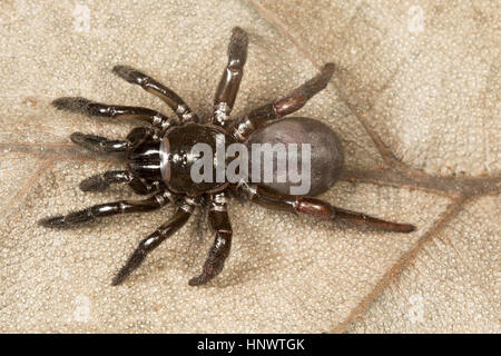 Trapdoor Spinne, Idiops SP., Barnawapara WLS, Chhattisgarh. Idiops ist eine Spinne Gattung in der Familie Idiopidae. Die Arten sind in Südamerika gefunden, Stockfoto