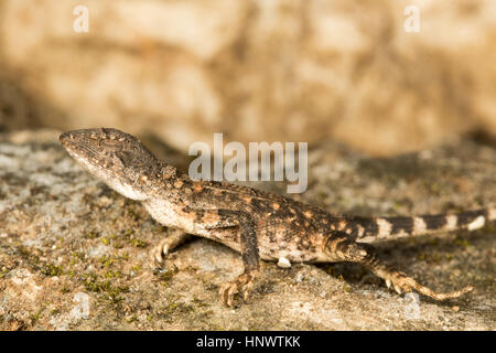 Ventilator throated Eidechse, Sitana SP., Barnawapara WLS, Chhattisgarh. Ventilator throated Eidechsen eine kleine mittelständische Agamen Echsen. In der Regel in offenen Lebensräumen gefunden. Die Stockfoto