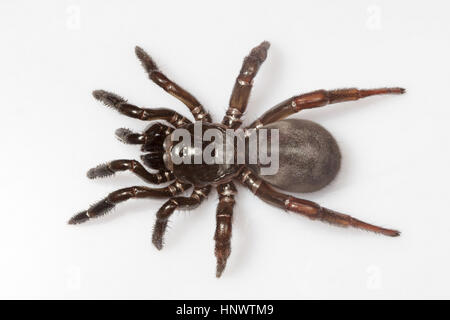 Trapdoor Spinne, Idiops SP., Barnawapara WLS, Chhattisgarh. Familie Idiopidae. Die Arten sind in Südamerika, Afrika, Südasien und dem Gambenspieler gefunden Stockfoto