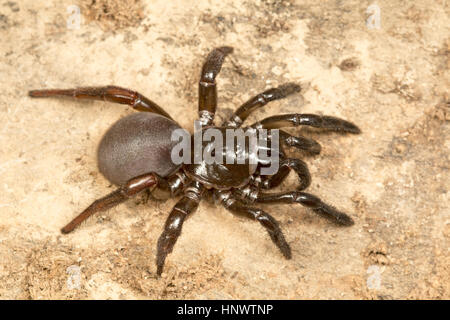 Trapdoor Spinne, Idiops SP., Barnawapara WLS, Chhattisgarh. Familie Idiopidae. Die Arten sind in Südamerika, Afrika, Südasien und dem Gambenspieler gefunden Stockfoto