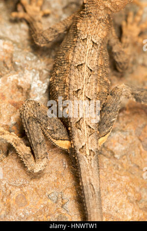 Ventilator THROATED Eidechse, Sitana SP., BWS, Chhattisgarh. Männchen besitzen eine Wamme, die sie verwenden, um während der Balz anzeigen Stockfoto