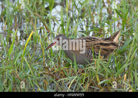 Futtersuche mit der Wasserbahn (Rallus aquaticus) Stockfoto