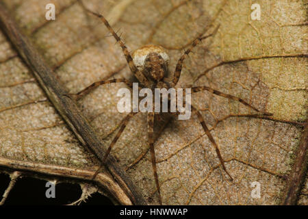 Wolfspinne, Lycosidae, Bangalore, Karnataka. Familie Lycosidae. Robust und wendig Jäger mit ausgezeichnete Augen. Sie leben meist einsamen und jagen ein Stockfoto