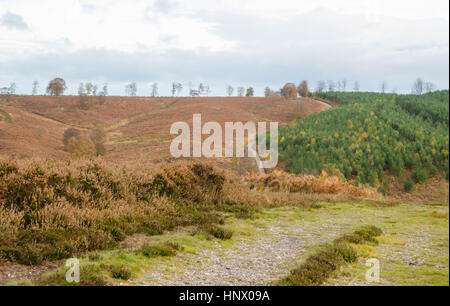 Cannock Chase Gebiet von außergewöhnlicher natürlicher Schönheit in Herbst Farben Stockfoto