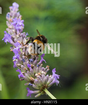 Bumble Bee Pollen sammeln aus dem Garten Blume Stockfoto