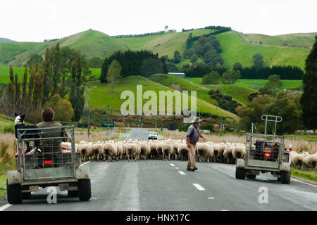 Schafe hüten - Neuseeland Stockfoto