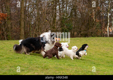 Verschiedene Gemischte Rassen von Hunden Spaß außerhalb eines Parks in Dundee, Schottland, Großbritannien Stockfoto