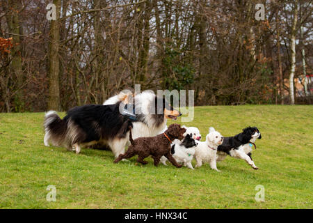 Verschiedene Gemischte Rassen von Hunden Spaß außerhalb eines Parks in Dundee, Schottland, Großbritannien Stockfoto