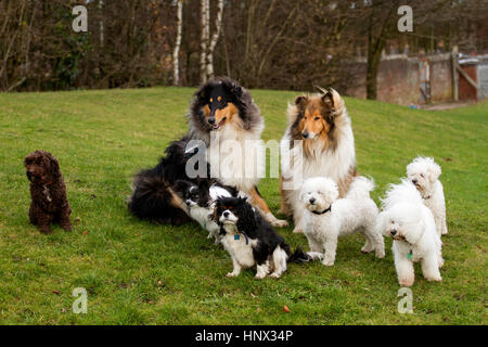 Verschiedene Gemischte Rassen von Hunden Spaß außerhalb eines Parks in Dundee, Schottland, Großbritannien Stockfoto