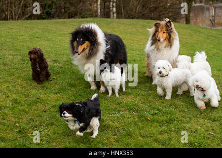 Verschiedene Gemischte Rassen von Hunden Spaß außerhalb eines Parks in Dundee, Schottland, Großbritannien Stockfoto