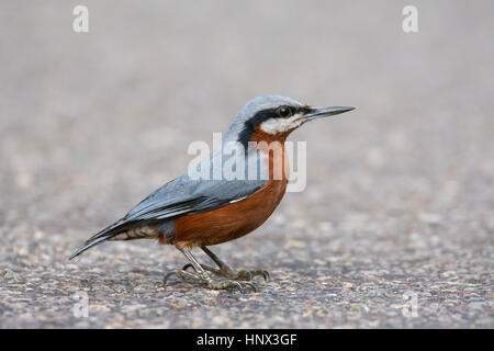 Männliche Kastanie-bellied Kleiber (Sitta Cinnamoventris), Uttarakhand, Indien Stockfoto