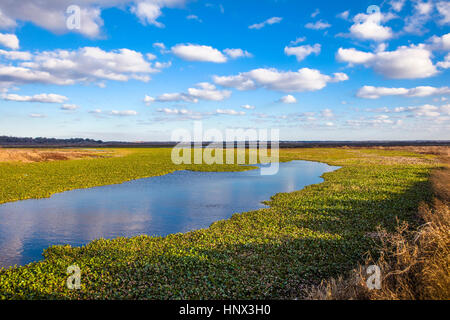 Auf dem La Chua Trail im Paynes Prairie zu wahren Zustand zu bewahren in Gainesville Florida Stockfoto