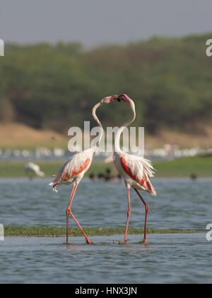 Großfeueringo (Phoenicopterus roseus) Stockfoto