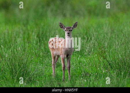 Rothirsch (Cervus Elaphus) Kitz im Grünland im Sommer Stockfoto