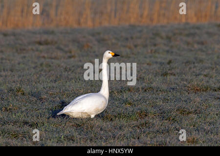 Tundra-Schwan (Cygnus Columbianus) / Bewick ´s Schwan (Cygnus Bewickii) auf Nahrungssuche in Wiese Stockfoto