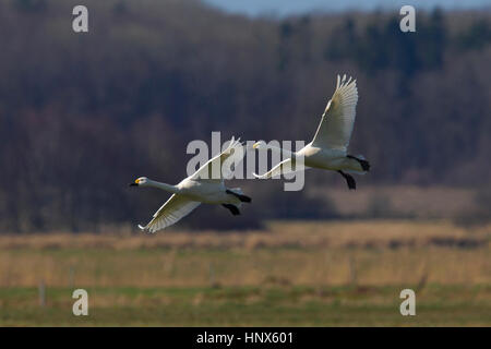 Zwei Tundra Schwäne (Cygnus Columbianus) / Zwergschwäne (Cygnus Bewickii) Landung in Grünland im Frühjahr Stockfoto