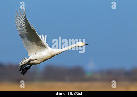 Tundra-Schwan (Cygnus Columbianus) / Bewick ´s Schwan (Cygnus Bewickii) ausziehen im Frühjahr Stockfoto