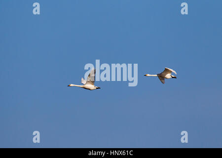 Zwei Tundra Schwäne (Cygnus Columbianus) / Bewicks Schwäne (Cygnus Bewickii) im Flug gegen blauen Himmel Stockfoto