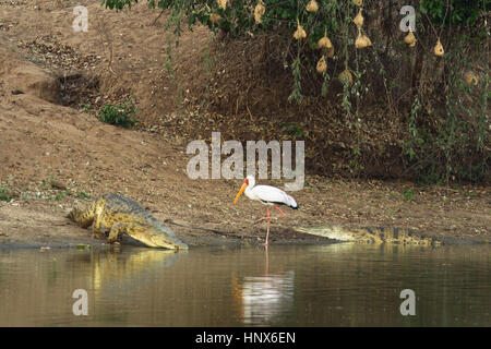 Gelb-billed Storch (Mycteria Ibis) Begegnung mit Krokodile (Crocodylus Niloticus) am Rand des Wassers Stockfoto