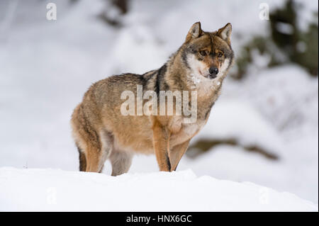 Grauer Wolf (Canis Lupus), Nationalpark Bayerischer Wald, Bayern, Deutschland Stockfoto