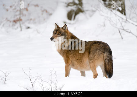 Grauer Wolf (Canis Lupus), Nationalpark Bayerischer Wald, Bayern, Deutschland Stockfoto