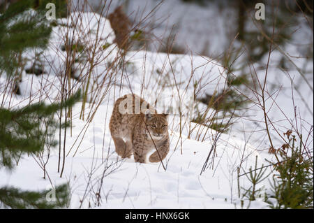 Europäische Luchs (Lynx Linx), Nationalpark Bayerischer Wald, Bayern, Deutschland Stockfoto