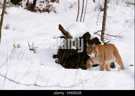Europäische Luchs (Lynx Linx), Nationalpark Bayerischer Wald, Bayern, Deutschland Stockfoto