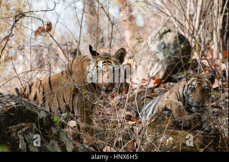 Bengal Tiger Cubs (Panthera Tigris Tigris), Bandhavgarh National Park, Indien Stockfoto