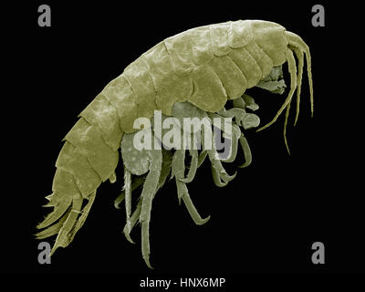 Scanning Electron Schliffbild von einem Süßwasser Höhlenflohkrebs (Hyalella sp) Stockfoto