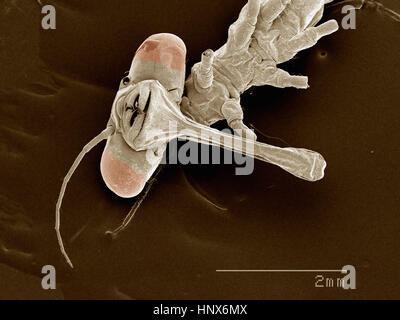 Scanning Electron Schliffbild von einem Damselfly (Odonata: Lestidae) Stockfoto