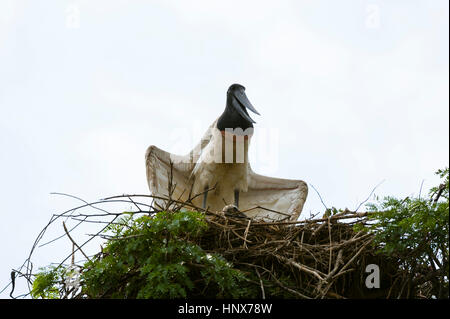 Niedrigen Winkel Blick auf ein Jabiru (Jabiru Mycteria) stehend auf Nest, Pantanal, Mato Grosso, Brasilien Stockfoto