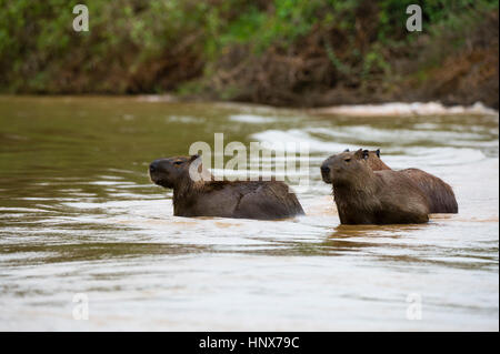 Drei Capybara (Hydrochaeris Hydrochaeris) waten im Fluss, Pantanal, Mato Grosso, Brasilien Stockfoto