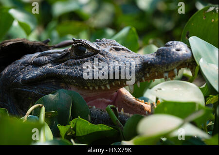 Schuss in den Kopf von zwei Yacare Kaiman (Caiman Crocodylus Yacare) im Feuchtgebiet Pantanal, Mato Grosso, Brasilien Stockfoto