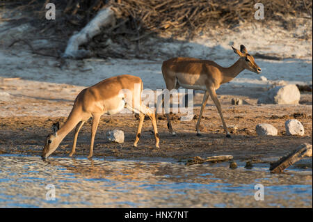 Zwei Impalas (Aepyceros Melampus), trinken in Fluss, Savuti Marsh, Chobe Nationalpark, Botswana Stockfoto