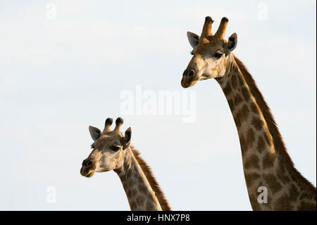 Zwei Giraffen (Giraffa Plancius), Savuti Marsh, Chobe Nationalpark, Botswana Stockfoto