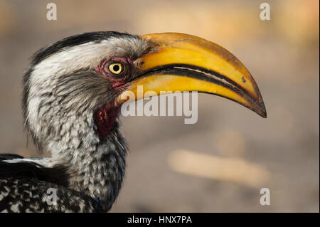 Seitenansicht des östlichen gelb-billed Hornbill (Tockus Flavirostris), Savuti Marsh, Chobe Nationalpark, Botswana Stockfoto