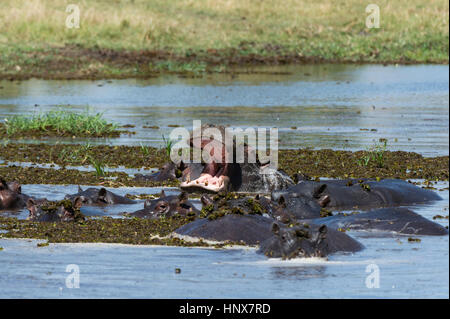 Flusspferd (Hippopotamus Amphibius) schwelgen in Fluss mit Mund öffnen, Khwai-Konzession, Okavangodelta, Botswana Stockfoto