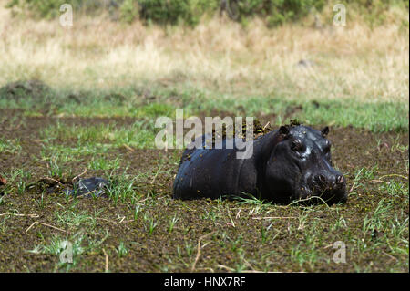 Flusspferd (Hippopotamus Amphibius) schwelgen in tiefem Schlamm, Khwai-Konzession, Okavangodelta, Botswana Stockfoto
