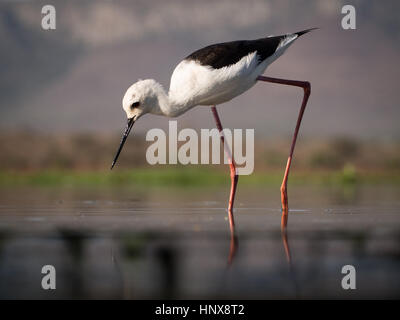 Stelzenläufer (Himantopus Himantopus), auch bekannt als Pied oder gemeinsame Stelzenläufer Stockfoto