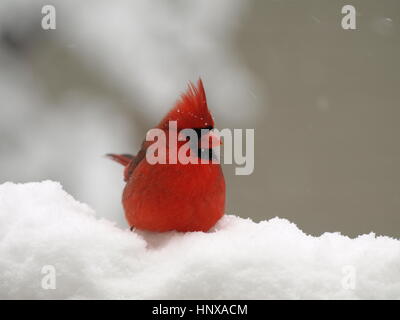 Nördlichen Kardinal Männchen im Schnee.  Januar 2017 Stockfoto