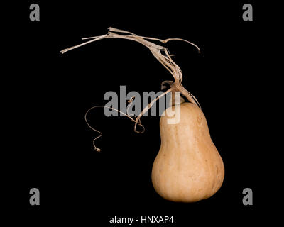 Winter-Butternut-Kürbis auf schwarz. Interessante Stiel etc.. Gemüse. Stockfoto