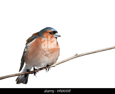 Vogel-Buchfink sitzen im Park auf einem Ast auf weißen Hintergrund isoliert Stockfoto